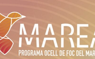 MAREA, projecte centrat en l’acompanyament cap a l’autonomia i la construcció d’una vida independent dels i les joves