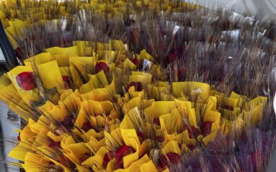 La campanya de roses de Sant Jordi 2025, un triomf solidari de la Fundació Magone